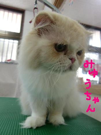 猫さんのカット