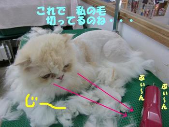 猫さんのカット