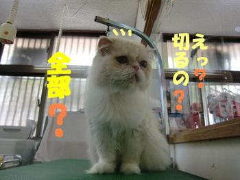 猫さんのカット