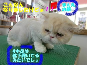 猫さんのカット