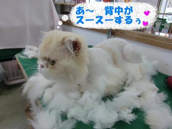 猫さんのカット