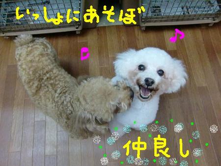 ペットホテルの御案内