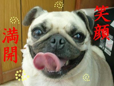 美らパグ　ももちゃん