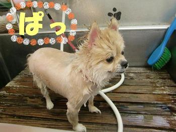 帰りにだんぱちぃ