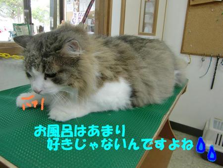 ノルウェジアン・フォレストキャットのカリフくん
