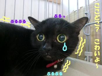 最初は恐い？