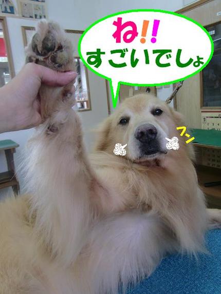ゴールデンのクッキーくん