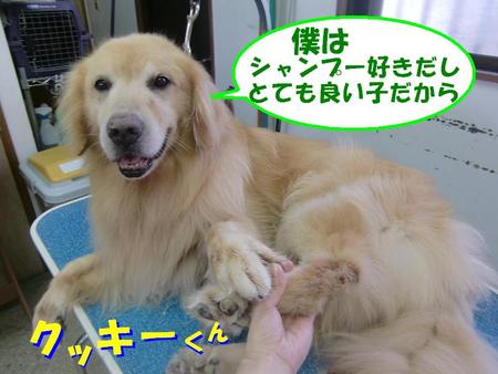 ゴールデンのクッキーくん