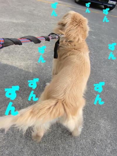 お散歩ＧＯ！ＧＯ！