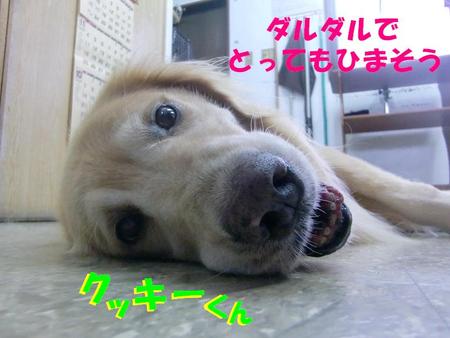 ゴールデンのクッキーくん