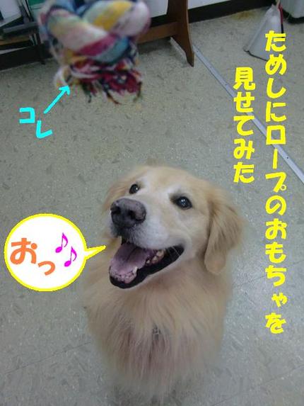 ゴールデンのクッキーくん