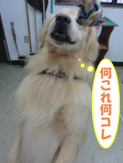 ゴールデンのクッキーくん