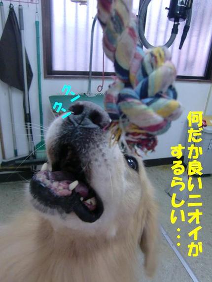ゴールデンのクッキーくん