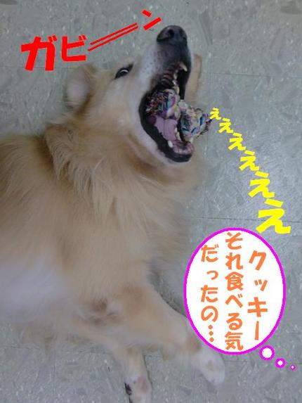ゴールデンのクッキーくん