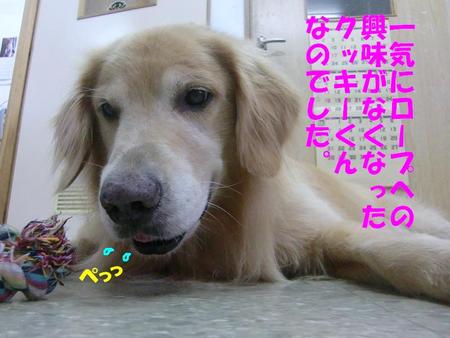ゴールデンのクッキーくん