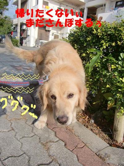 お散歩ＧＯ！ＧＯ！