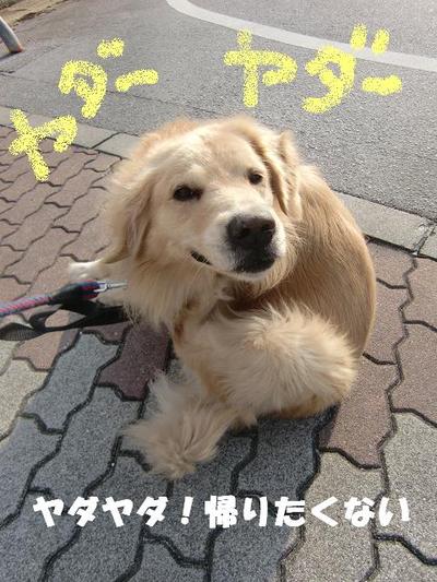 お散歩ＧＯ！ＧＯ！
