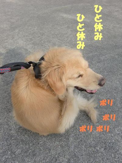 お散歩ＧＯ！ＧＯ！