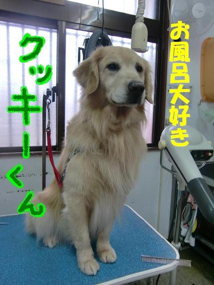 ゴールデンのクッキーくん