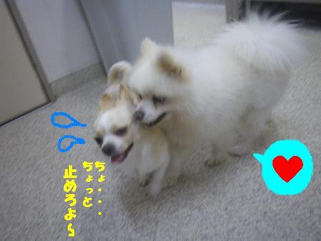 コロくんの弱み？