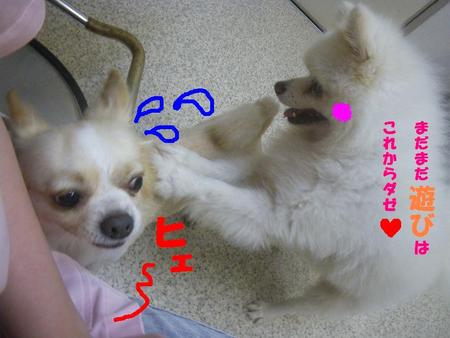 コロくんの弱み？