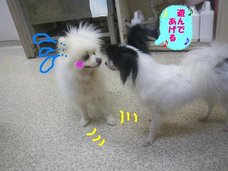 コロくんの弱み？