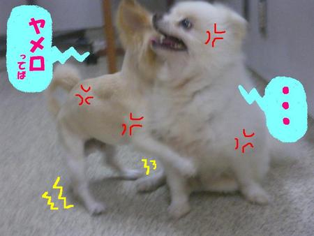 コロくんの弱み？