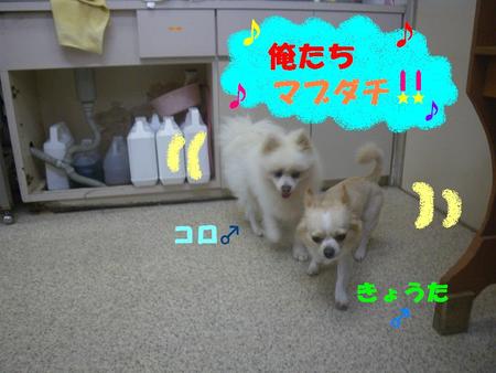 コロくんの弱み？
