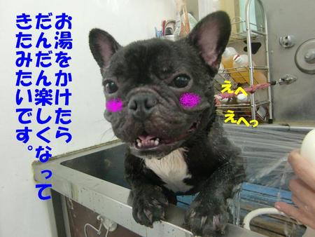 フレンチブルのサダハルくん