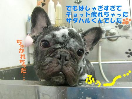 フレンチブルのサダハルくん