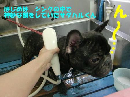 フレンチブルのサダハルくん