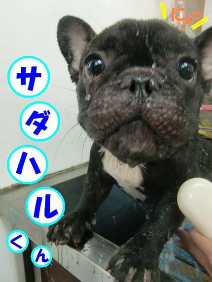フレンチブルのサダハルくん