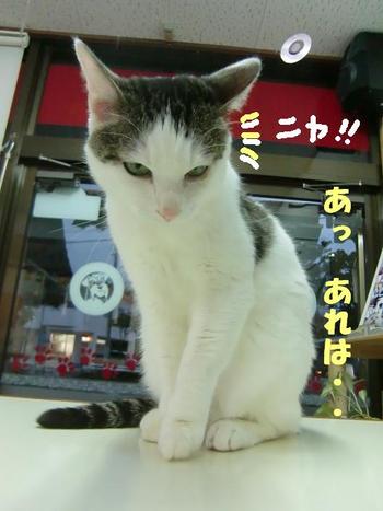 シャンちゃんお宝発見