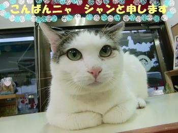 シャンちゃんお宝発見