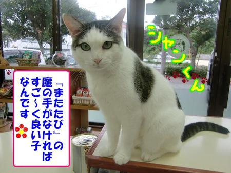恐るべし『またたび』