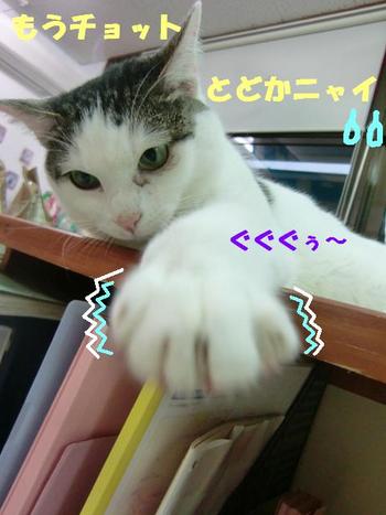 シャンちゃんお宝発見