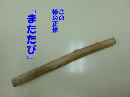 恐るべし『またたび』