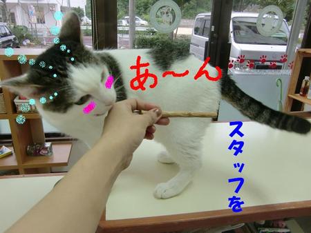 恐るべし『またたび』