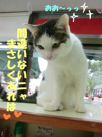 シャンちゃんお宝発見