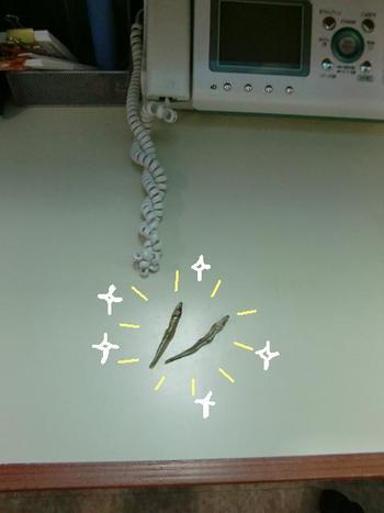 シャンちゃんお宝発見