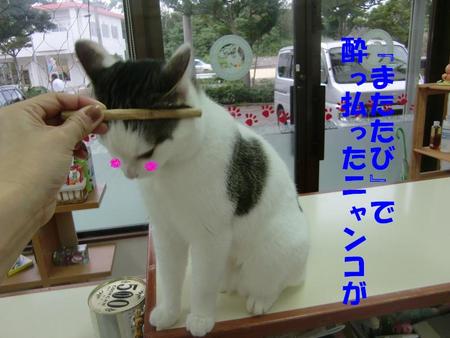 恐るべし『またたび』