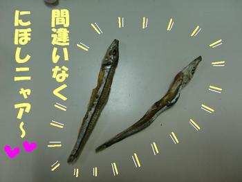 シャンちゃんお宝発見