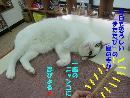 恐るべし『またたび』