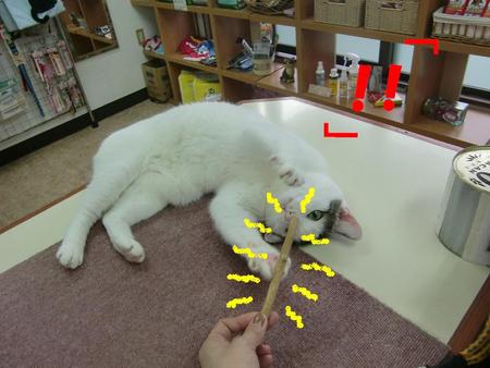 恐るべし『またたび』