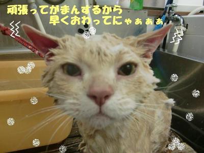 ネコちゃんのお風呂