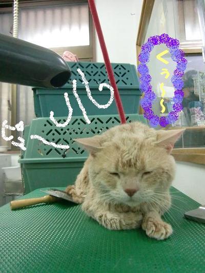 ネコちゃんのお風呂