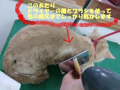 ネコちゃんのお風呂