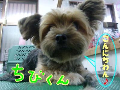 ヨーキーのチビくん