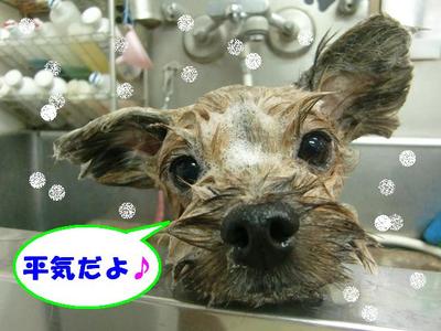 ヨーキーのチビくん