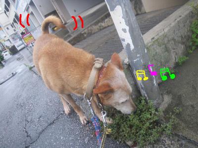お散歩大好きチャコちゃん